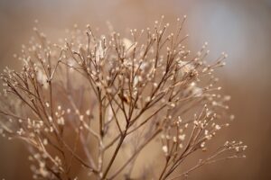 顔の脂肪吸引後の乾燥対策に効果的なアロマは？