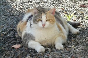 脂肪吸引で人生が変わった顔のビフォーアフターは？