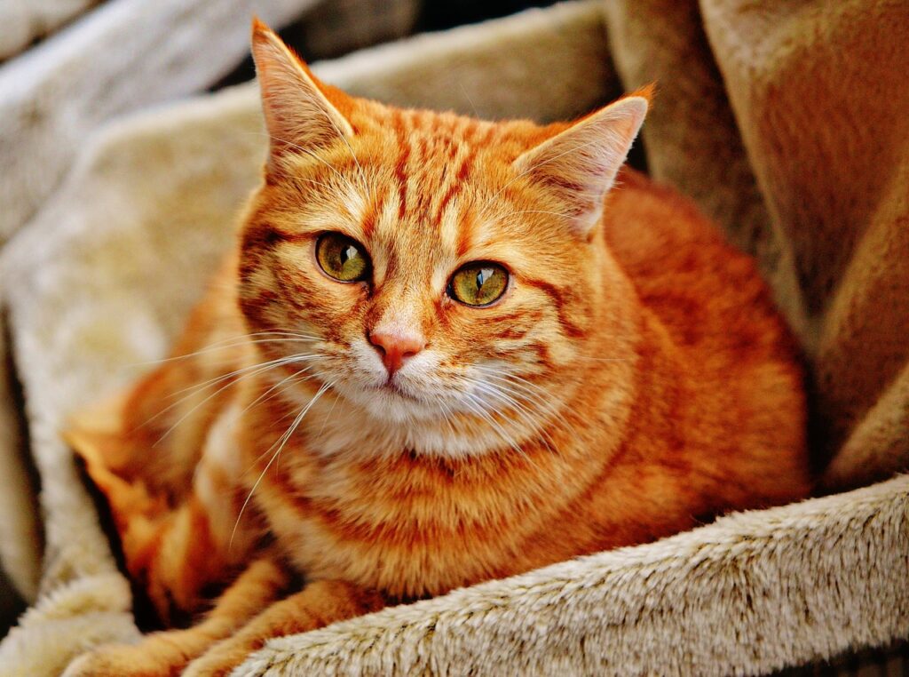 顔の脂肪吸引を猫を抱っこする際に注意すべきポイントは？