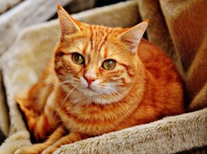 顔の脂肪吸引を猫を抱っこする際に注意すべきポイントは？