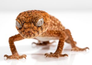 顔脂肪吸引の効果が出るまで何ヶ月かかるの？