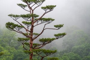 顔脂肪吸引で二重あごがプラスに効果的なのは本当ですか？