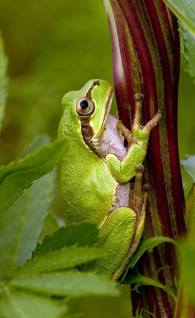 顔脂肪吸引を推し活現場でバレたくない時の対策は？