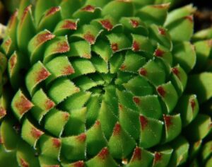顔脂肪吸引を花粉シーズンに避けるべき人の条件は？